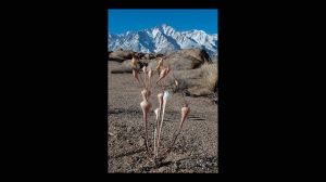 Desert Trumpet